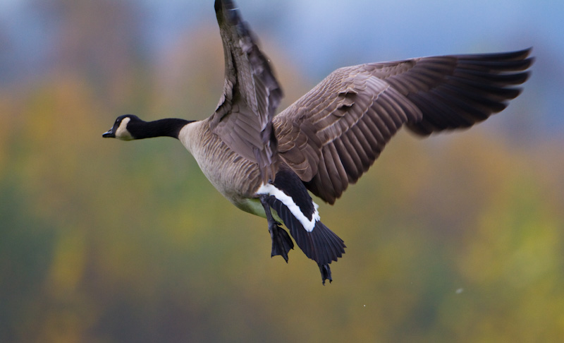 Canadian Goose In Flight